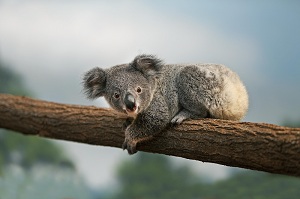 Koala - © Gerard Lacz for ZooParc de Beauval