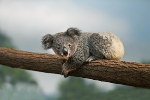 Koala -  Gerard Lacz voor ZooParc de Beauval