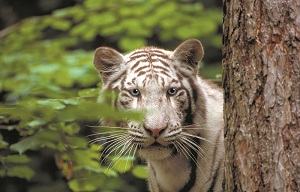 Witte tijger -  ZooParc de Beauval