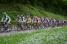 The peloton on the first climb of the Côte de l'Etang de Ry (3) (248x)