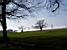 Bomen in  een park/golfbaan in Bristol (155x)