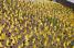Een veld vol gele vlaggetjes in Saint-Etienne (434x)