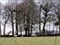 Schapen in Dartmoor National Park (153x)