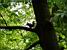 A squirrel in a tree (137x)