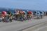 The peloton at the sea side (2) (390x)
