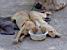 Deux chiens qui dorment avec l'oreille dans leur bac à eau pendant la brocante de Rabastens (712x)
