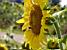 Sunflower with a bee (241x)