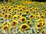 A field of sunflowers (1167x)