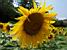 A sunflower (2357x)