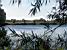 Des cygnes sur le lac (250x)