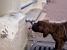 Le chien boit directement depuis le robinet !! (226x)