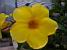 Een mooie gele bloem (257x)