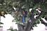 In Castres people even climb in the trees to see the Tour riders!! (374x)