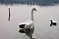 A swan in the Lake of Varese (411x)