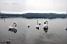 Swans in the Lake of Varese (417x)