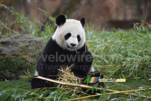 Le départ de l'étape était au ZooParc de Beauval, avec les pandas (439x)