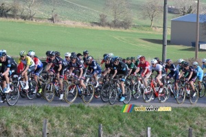 The peloton surrounded by fields (2) (333x)