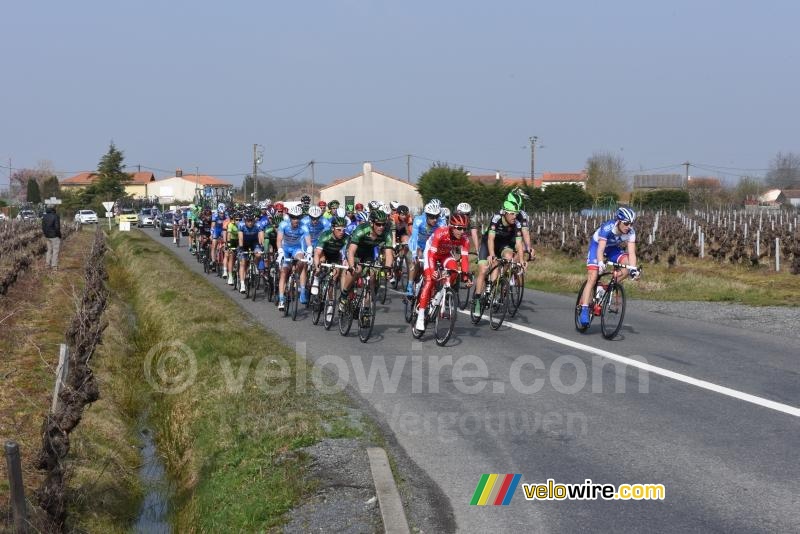 The peloton in the wineyards
