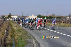 The peloton in the wineyards (317x)