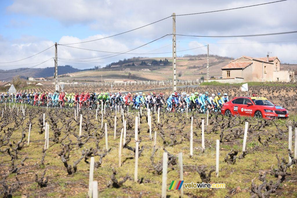 The peloton in the wineyards at the start