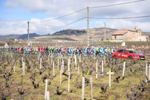 The peloton in the wineyards at the start (444x)