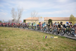 The peloton in Roque d'Antheron (2) (322x)