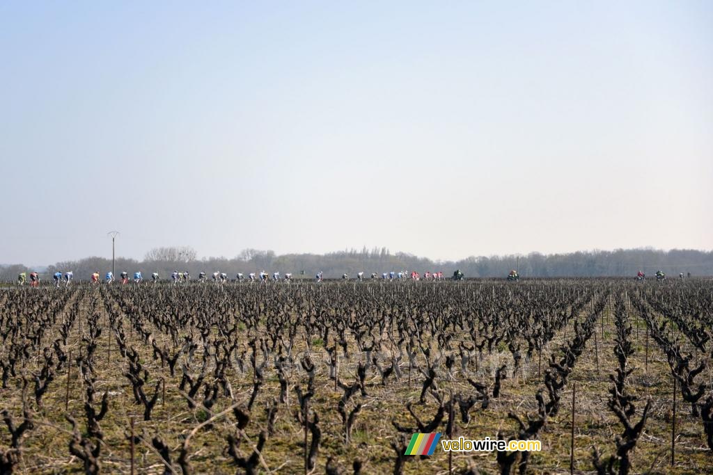 Het peloton in de wijngaarden (2)