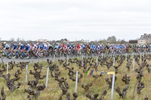 The peloton in the wineyards (328x)