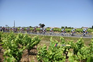 The peloton in the wineyards (302x)