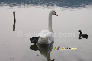 A swan in the Lake of Varese (405x)