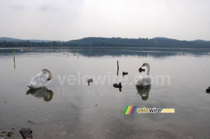 Swans in the Lake of Varese (437x)