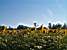 Zonnebloemenveld en watertoren (168x)