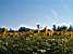 A field of sunflowers and a water tower (351x)