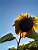 A sunflower in front of the sun (166x)