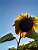 A sunflower in front of the sun (322x)