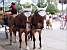 Carcassonne: horses (755x)