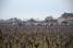 The peloton in between the wineyards (375x)