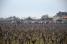 The peloton in between the wineyards (245x)