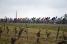 The peloton in the wineyards (2) (393x)
