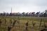 The peloton in the wineyards (2) (254x)