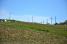 The peloton behind the wineyards (343x)