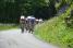 And the peloton goes off (483x)