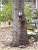 Tamme (!) eekhoorns in een park in Boston (134x)
