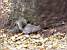 Squirrels in a park in Boston (585x)