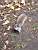 Squirrels in a park in Boston (517x)