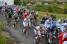 The peloton (5) (491x)