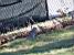 A squirrel (220x)