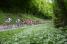 Le peloton sur la première montée de la Côte de l'Etang de Ry (2) (204x)