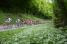 Le peloton sur la première montée de la Côte de l'Etang de Ry (2) (261x)