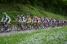 The peloton on the first climb of the Côte de l'Etang de Ry (3) (247x)